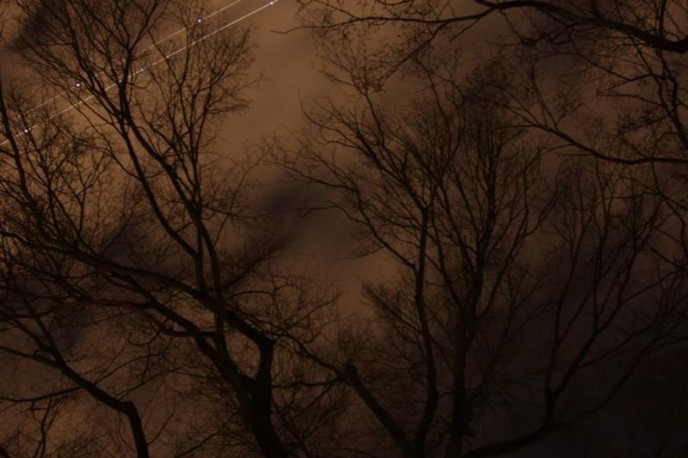 Trees at Night
